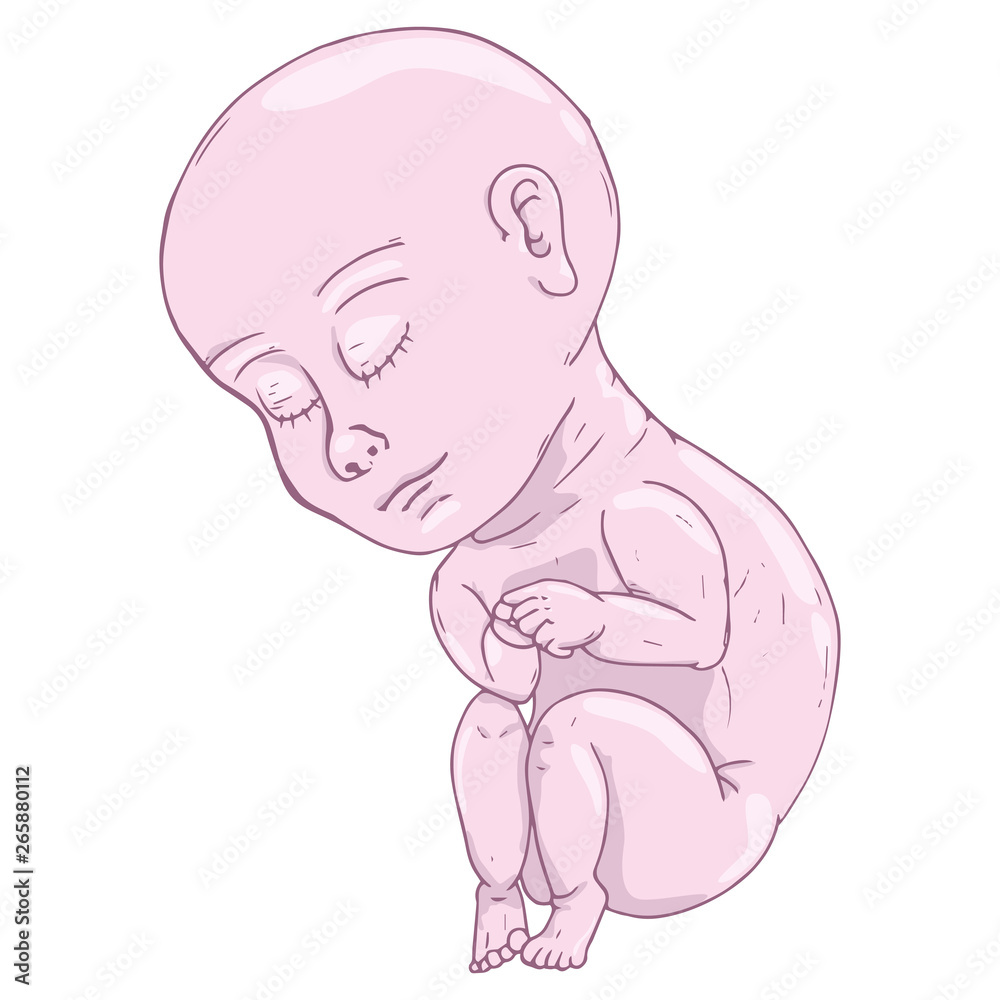 Baby in fetal position icon. Vector illustration of baby fetus. Hand drawn baby in fetal position. Baby in fetal position icon. Vector illustration of baby fetus. Hand drawn baby in fetal position.