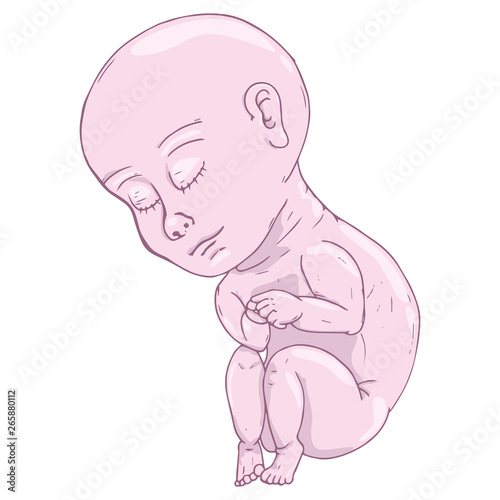 Baby in fetal position icon. Vector illustration of baby fetus. Hand drawn baby in fetal position.
