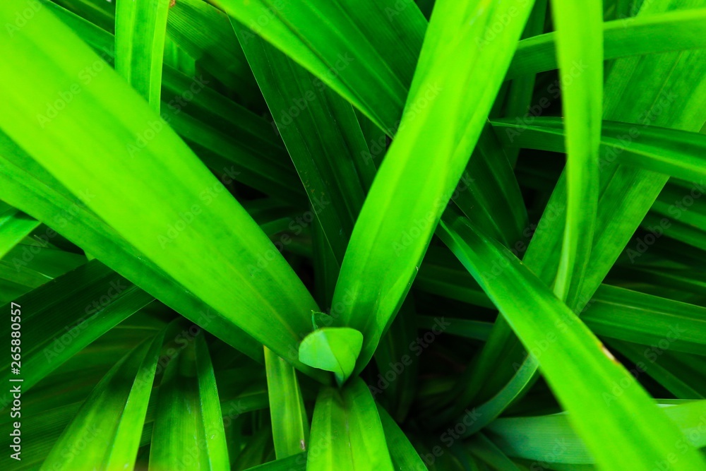 Obraz premium pandanus leaf form natural background