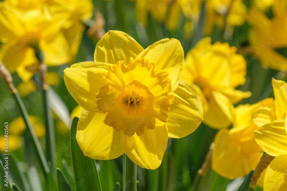 Narzisse (Narcissus) Narzisse (Narcissus)