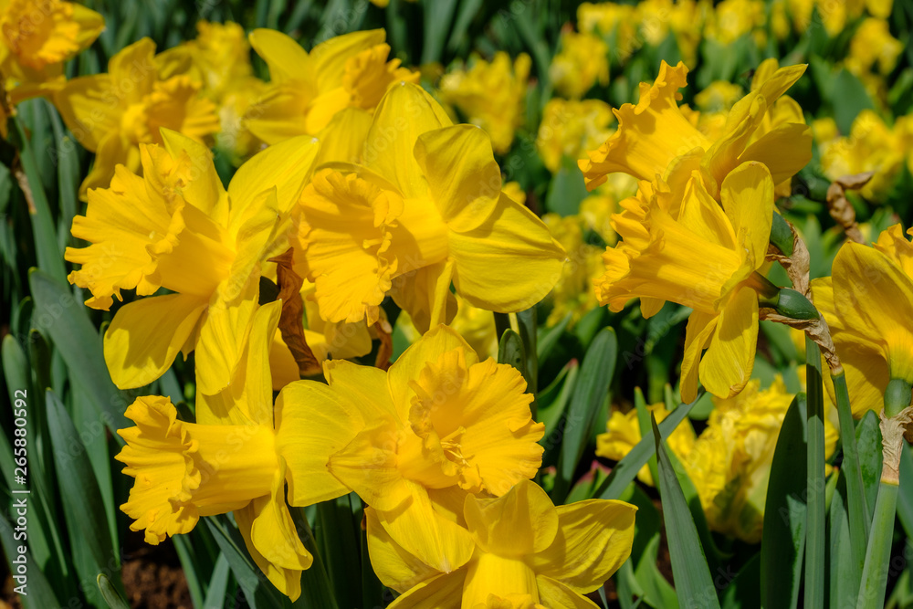 Narzisse (Narcissus) Narzisse (Narcissus)