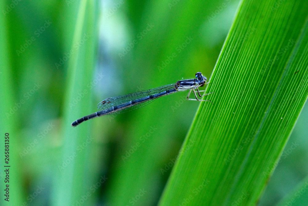 A damselfly on a leaf at the LSU Hilltop Arboretum, Baton Rouge, Louisiana, USA.