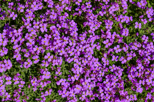 Lila Blumenteppich in Garten