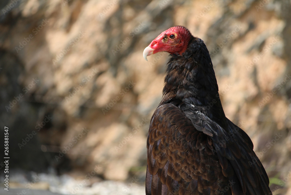 Close up image of a Turkey vulture, Cathartes aura, perched in profile. Against a blurred natural background, with copy space. Also known as turkey buzzard or carrion crow. Close up image of a Turkey vulture, Cathartes aura, perched in profile. Against a blurred natural background, with copy space. Also known as turkey buzzard or carrion crow.
