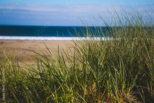 Grass on the beach