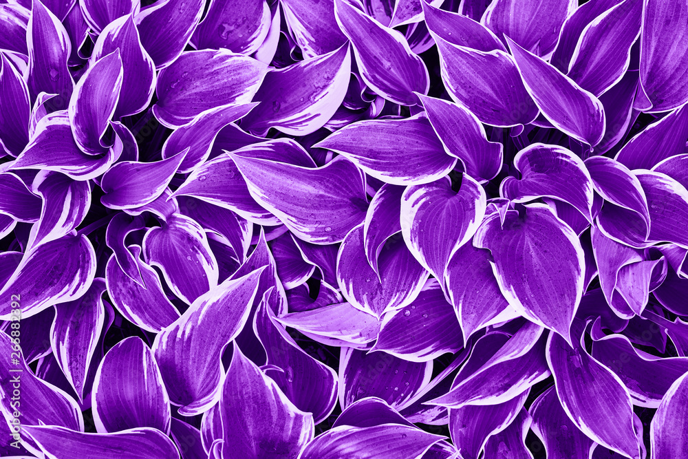 Ultra Violet background made of fresh leaves. Color of the year 2019. View from above Ultra Violet background made of fresh leaves. Color of the year 2019. View from above