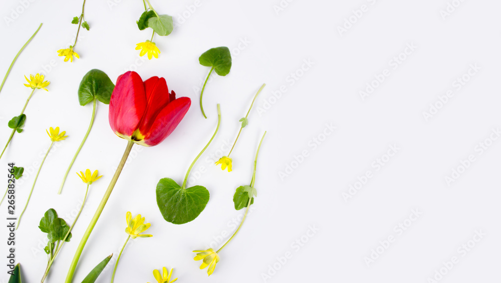 Decoration of Women's Day or Mother's Day. Frame of red tulips, narcissus, hyacinths and flowers muscari on white background with space for text.