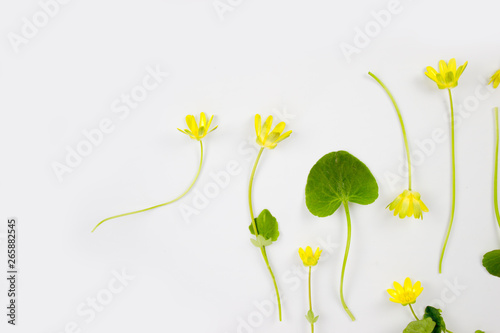 Decoration of Women's Day or Mother's Day. Frame of red tulips, narcissus, hyacinths and flowers muscari on white background with space for text.