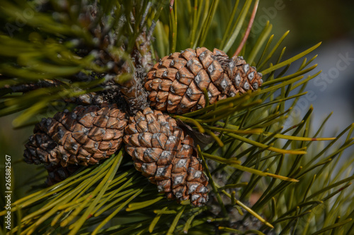 detail of pine cones in nature on a branch 