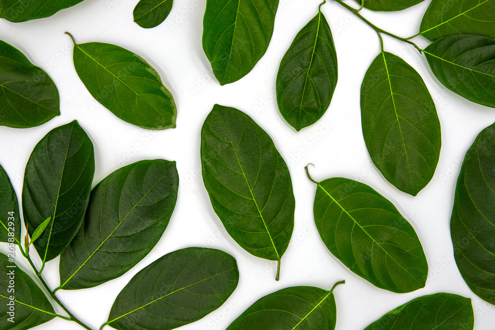 Green leaf ornament on white background. Summer leaf decoration top view photo. Elegant natural backdrop. Green leaf ornament on white background. Summer leaf decoration top view photo. Elegant natural backdrop.