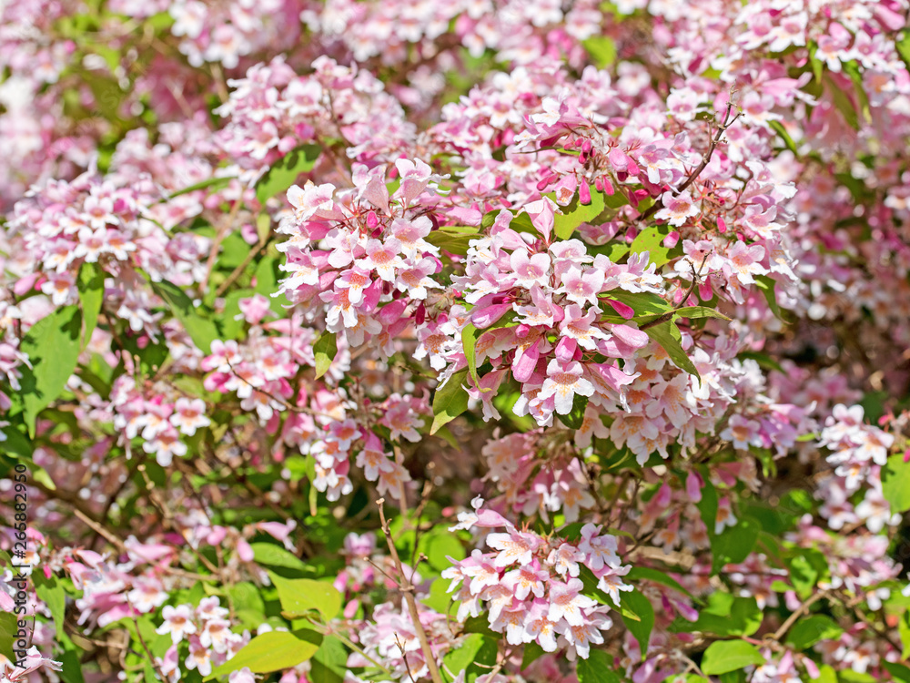 Blühende Kolkwitzie, Kolkwitzia amabilis Blühende Kolkwitzie, Kolkwitzia amabilis