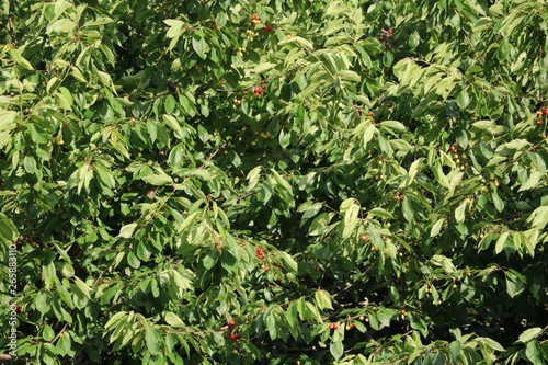 Red fruits of sweet cherry tree in summer