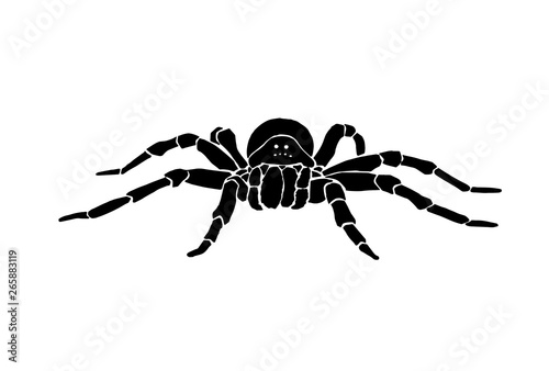 Graphical spider, sketch of tarantula isolated on white background,vector