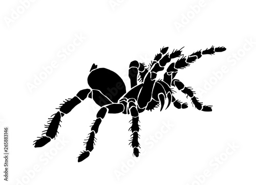 Graphical spider, sketch of tarantula isolated on white background,vector