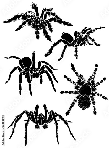 Graphical collection of tarantula isolated on white,vector spiders , tattoo,printing 
