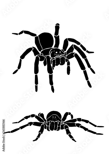 Graphical collection of tarantula isolated on white,vector spiders , tattoo,printing 
