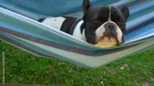 young cute french bulldog relaxing in hammock
