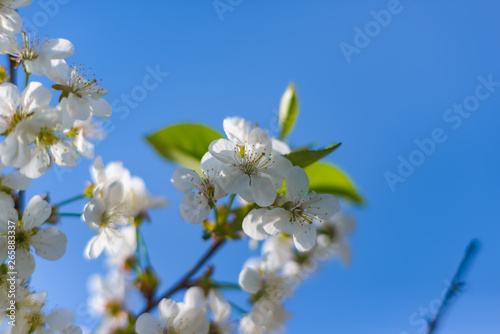It's spring. Cherry blossoms against the blue sky. Abstract blurred background. Beautiful nature scene with flowering branches and morning light.