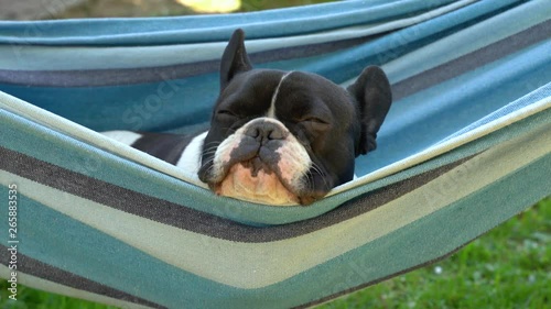 young cute french bulldog relaxing in hammock