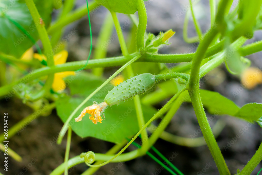 Cucumbers on a branch in a greenhouse. Growth green cucumbers vertical planting. Growing organic food Cucumbers on a branch in a greenhouse. Growth green cucumbers vertical planting. Growing organic food