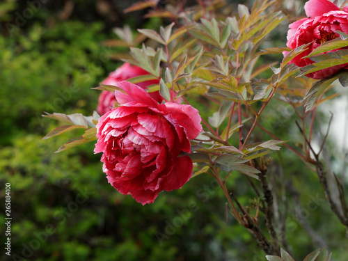 Paeonia suffruticosa - Superbe floraison de pivoine arbustive ou pivoine arborescente aux grosses fleurs de couleur rouge photo