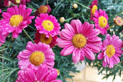 Pink and yellow flower with drops of water