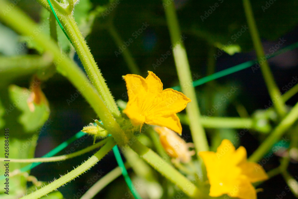 Growth and blooming of greenhouse cucumbers, growing organic food. Cucumbers on branch in greenhouse, yellow flowers on curling fluffy beautiful bush