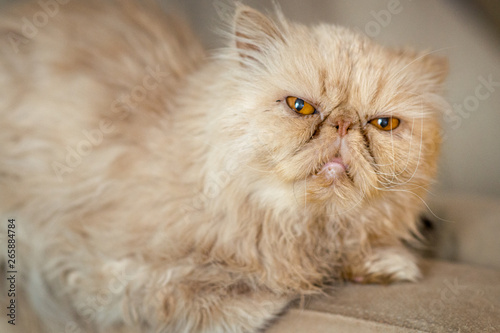 Red cat Persian breed on the couch