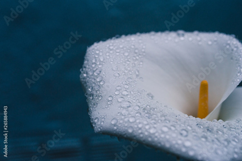 Wet flower with droplets 1