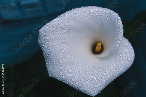 Wet flower with droplets 2