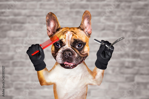funny dog ginger french bulldog barber groomer hold straight razor and comb. Man on white brick wall background photo