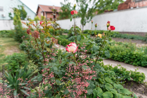 Fototapeta Naklejka Na Ścianę i Meble -  beautiful red and yellow roses in the garden