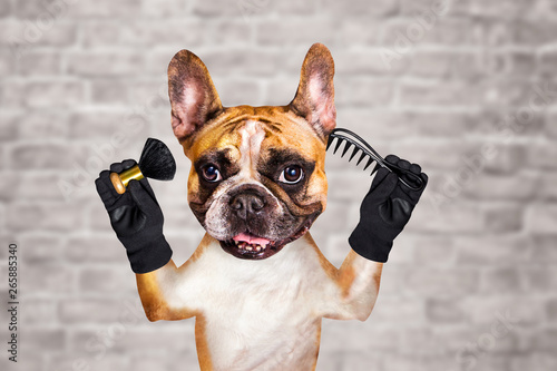 funny dog ginger french bulldog barber groomer hold brush and comb. Man on white brick wall background © vika33