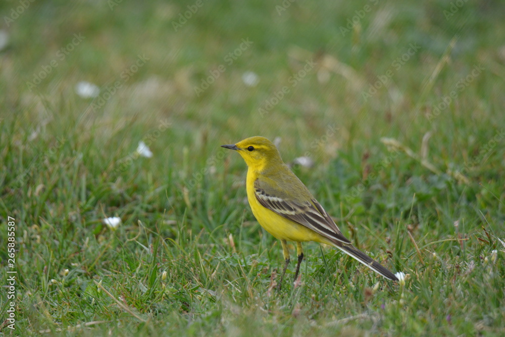 yellow wagtail yellow wagtail