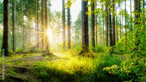 Fototapeta Naklejka Na Ścianę i Meble -  Beautiful forest in spring with bright sun shining through the trees