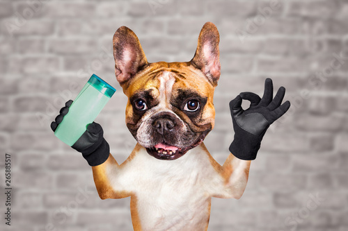 funny dog ginger french bulldog barber groomer hold shampoo. Man on white brick wall background © vika33