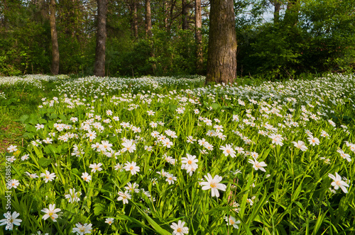 Fototapeta Naklejka Na Ścianę i Meble -  White wildflowers Stellaria holostea blossom in a forest glade