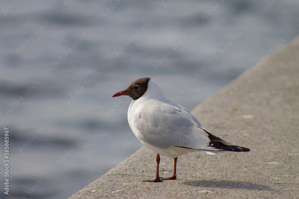 serious black-headed Seagull stands on the parapet serious black-headed Seagull stands on the parapet