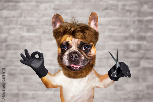 funny dog barber groomer ginger french bulldog hold scissors. Man on white brick wall background © vika33
