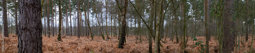 Forest Landscape Hampshire England Forest Landscape Hampshire England
