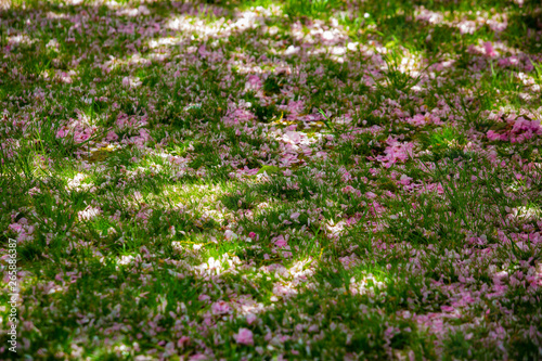 Fototapeta Naklejka Na Ścianę i Meble -  Beautiful spring cherry blossom bloom sunny day