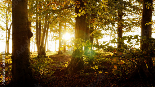 Beautiful Fauna and Flora Environment Scenery in Spring at Sunset Light