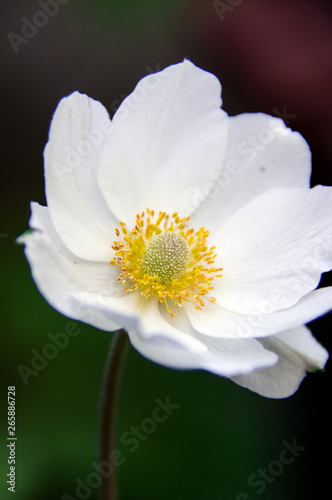 spring white anemone flowers