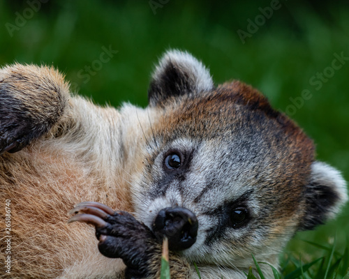 Konstfotografi coati