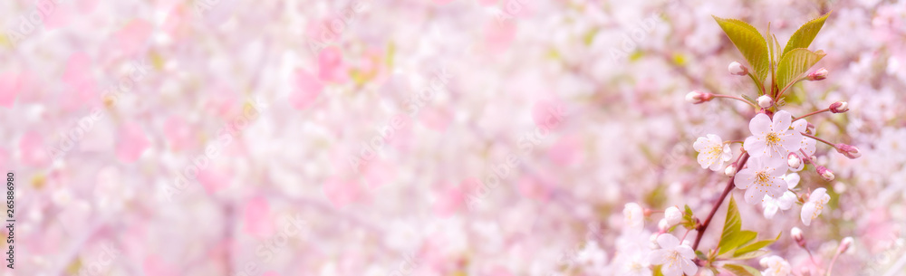 Spring flowering cherry. Background for greeting card, invitation for wedding and engagement. Spring flowering cherry. Background for greeting card, invitation for wedding and engagement.