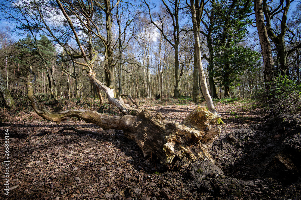 Forest Landscape Hampshire England