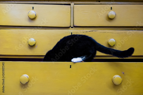 Close up of black cat with white paw in drawer of a yellow chest of drawers. photo