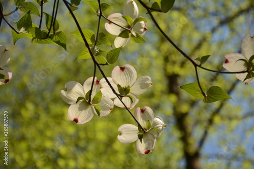 Spring time in Maryland parks photo