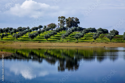 Lago e oliveiras no fundo, alentejo Portugal