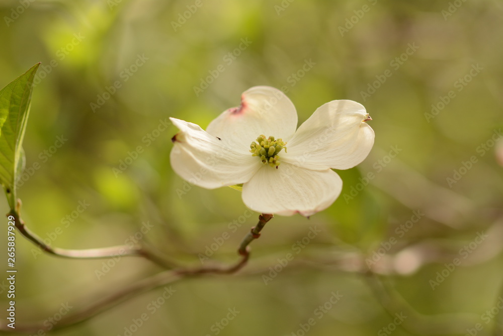 Spring time in Maryland parks